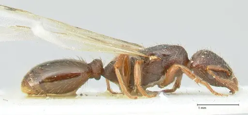 Strongylognathus kratochvili - FOCOL2113-1