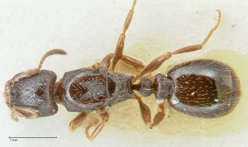 Strongylognathus kratochvili - FOCOL2113-2