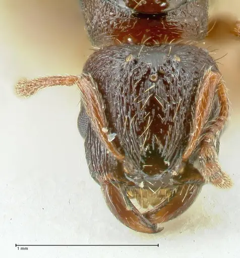 Strongylognathus kratochvili - FOCOL2113-2