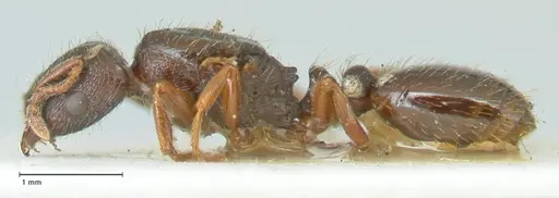 Strongylognathus kratochvili - FOCOL2113-2