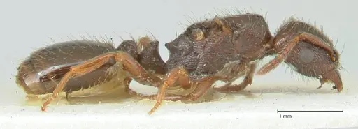 Strongylognathus kratochvili - FOCOL2113-2