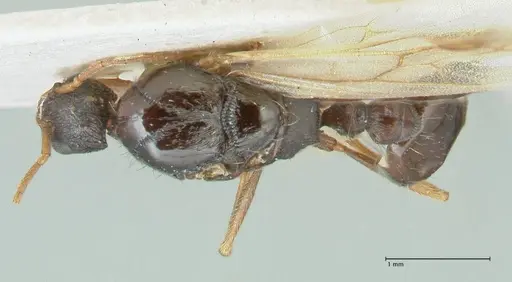 Strongylognathus kratochvili - FOCOL2114-1