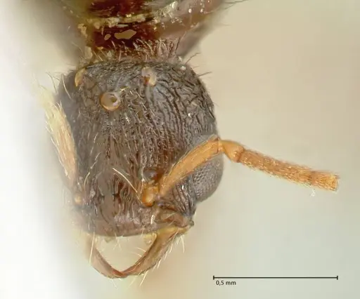 Strongylognathus kratochvili - FOCOL2114-1