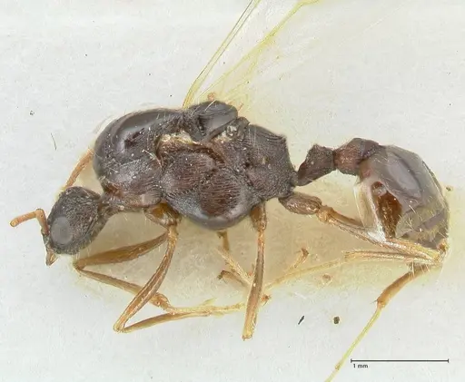 Strongylognathus kratochvili - FOCOL2114-1