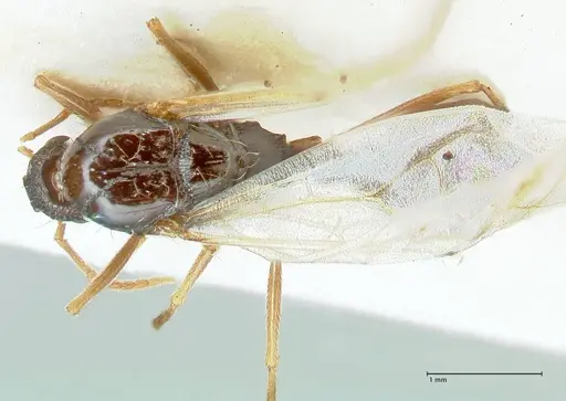 Strongylognathus kratochvili - FOCOL2114-2