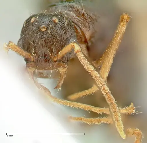 Strongylognathus kratochvili - FOCOL2114-2