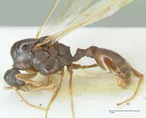 Strongylognathus kratochvili - FOCOL2114-2