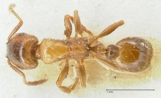 Strongylognathus kratochvili - FOCOL2115-1