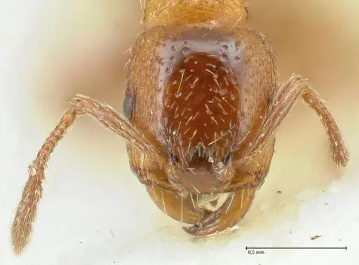 Strongylognathus kratochvili - FOCOL2115-1