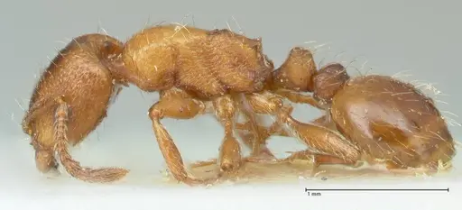 Strongylognathus kratochvili - FOCOL2115-1