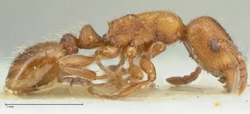 Strongylognathus kratochvili - FOCOL2115-1