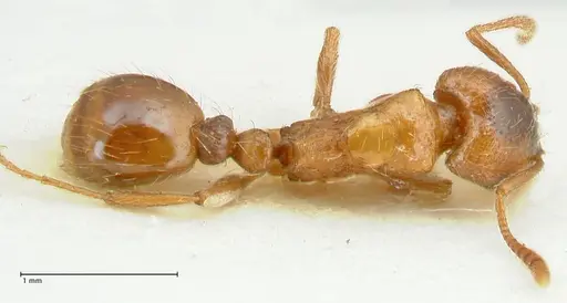 Strongylognathus kratochvili - FOCOL2115-2