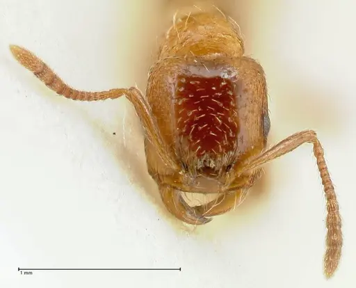 Strongylognathus kratochvili - FOCOL2115-2