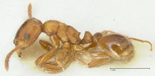 Strongylognathus kratochvili - FOCOL2115-2