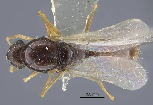 Strongylognathus minutus specimen