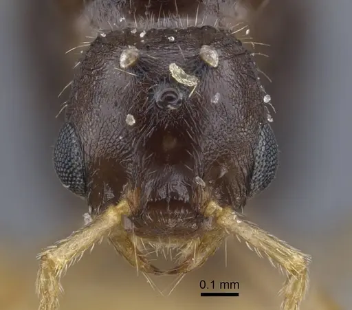 Strongylognathus minutus specimen