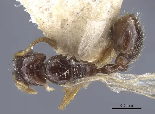 Strongylognathus potanini specimen