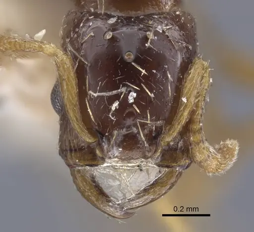 Strongylognathus potanini specimen