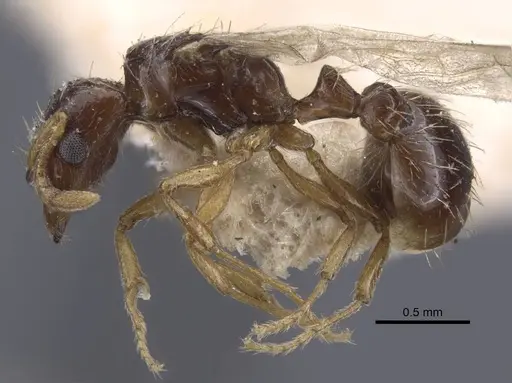 Strongylognathus potanini specimen