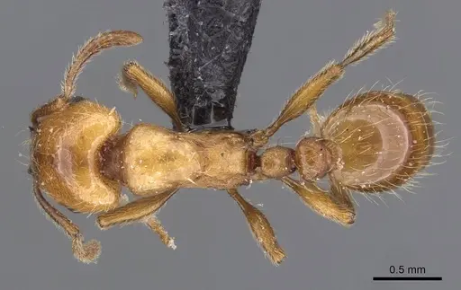 Strongylognathus rehbinderi specimen