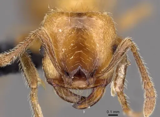 Strongylognathus rehbinderi specimen