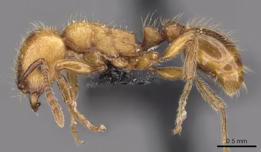 Strongylognathus rehbinderi specimen