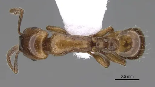Strongylognathus silvestrii specimen