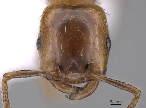 Strongylognathus silvestrii specimen