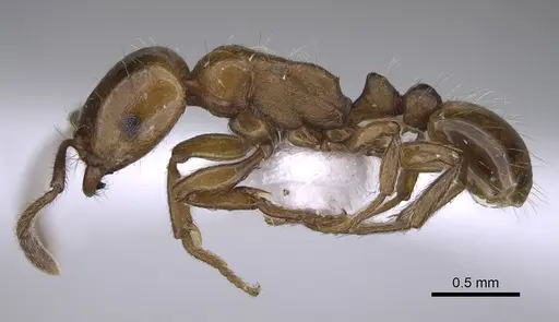 Strongylognathus silvestrii specimen