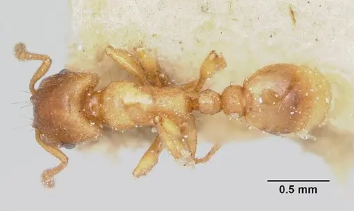 Strongylognathus testaceus specimen