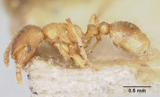 Strongylognathus testaceus specimen