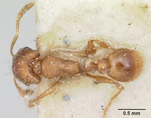 Strongylognathus testaceus - CASENT0103241