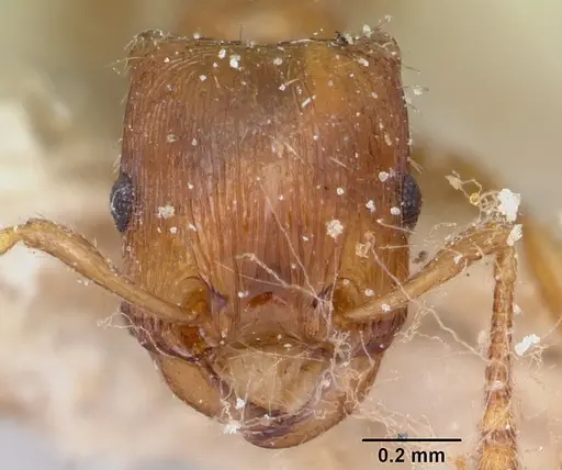Strongylognathus testaceus - CASENT0103241