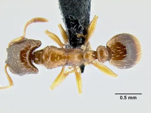 Strongylognathus testaceus - CASENT0106266