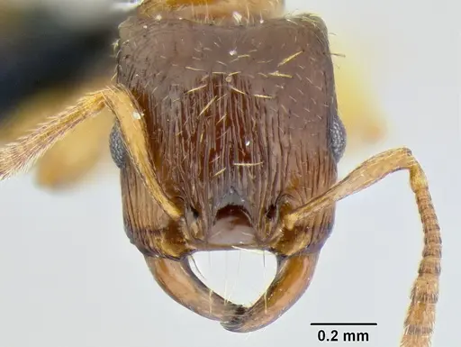 Strongylognathus testaceus - CASENT0106266