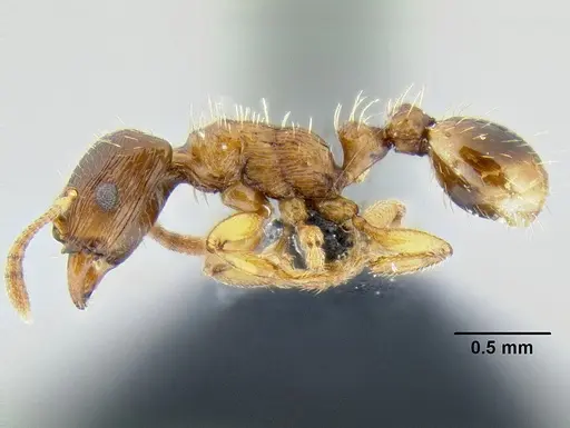 Strongylognathus testaceus - CASENT0106266