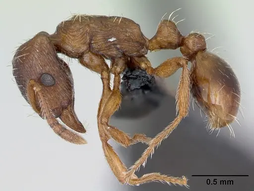 Strongylognathus testaceus - CASENT0173184