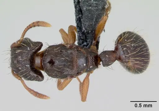 Strongylognathus testaceus - CASENT0173185