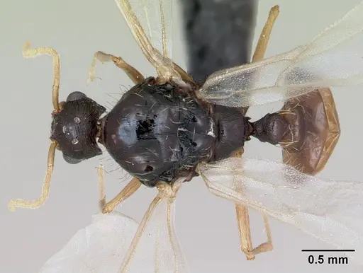 Strongylognathus testaceus - CASENT0173196