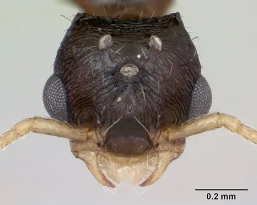 Strongylognathus testaceus - CASENT0173196