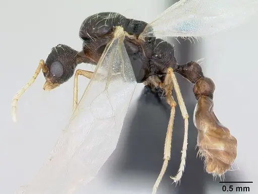 Strongylognathus testaceus - CASENT0173196