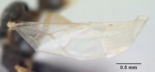 Strongylognathus testaceus - CASENT0173196