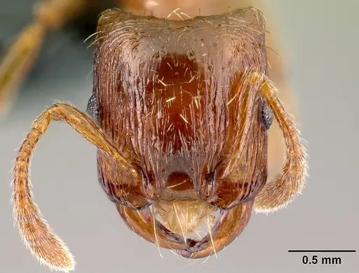 Strongylognathus testaceus - CASENT0179944