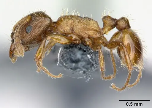 Strongylognathus testaceus - CASENT0179944