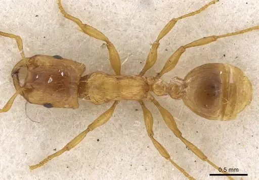 Strongylognathus testaceus - CASENT0901023