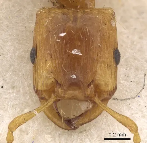 Strongylognathus testaceus - CASENT0901023