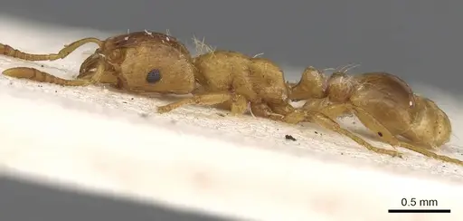 Strongylognathus testaceus - CASENT0901023