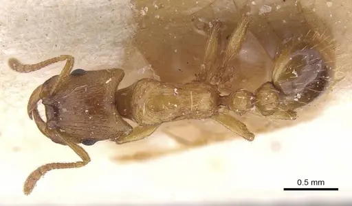 Strongylognathus testaceus - CASENT0913977