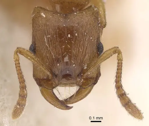 Strongylognathus testaceus - CASENT0913977