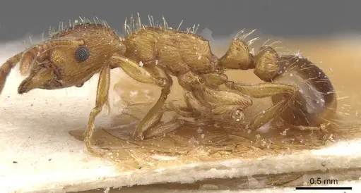 Strongylognathus testaceus - CASENT0913977